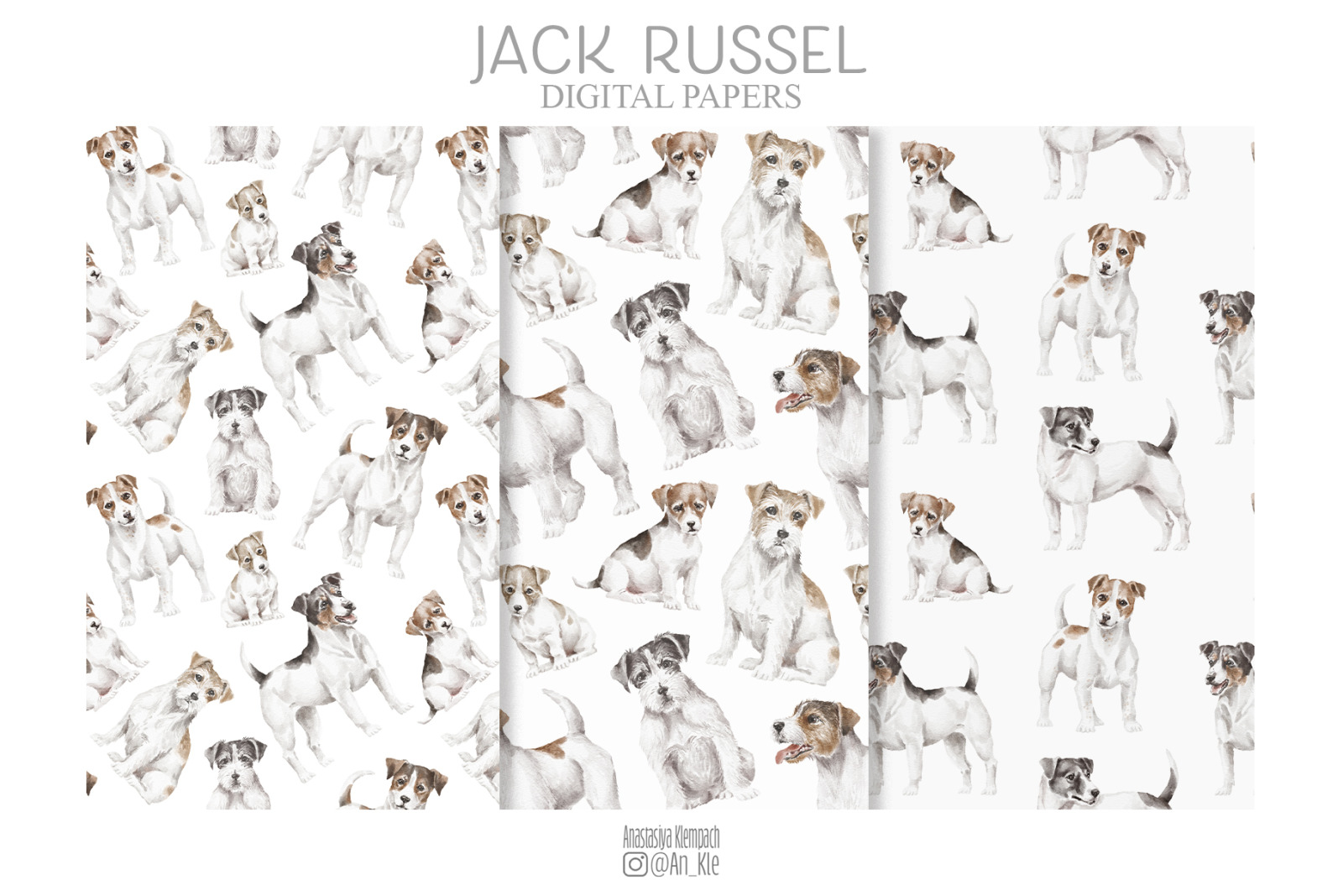 Jack Russel Terrier