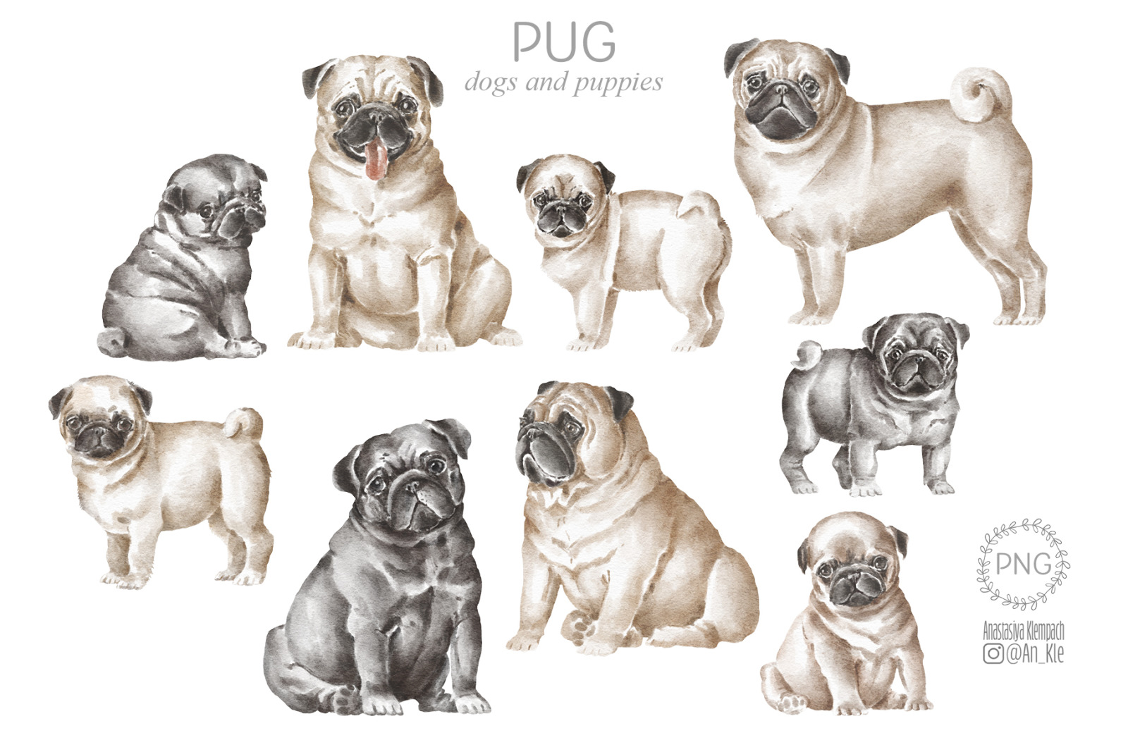 Pug dogs clipart