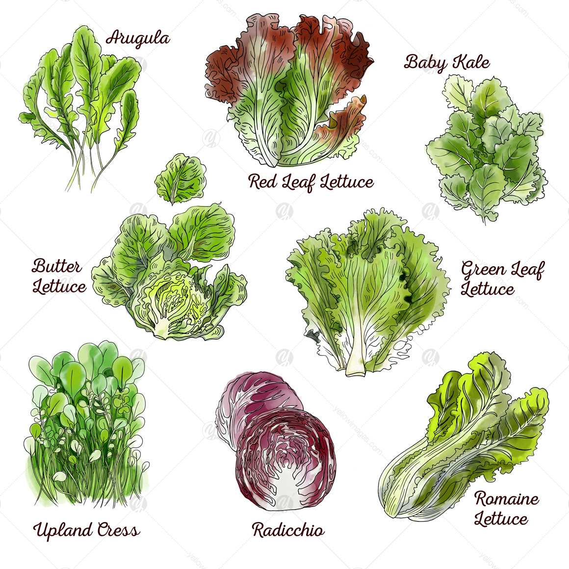 Lettuce watercolor letter set