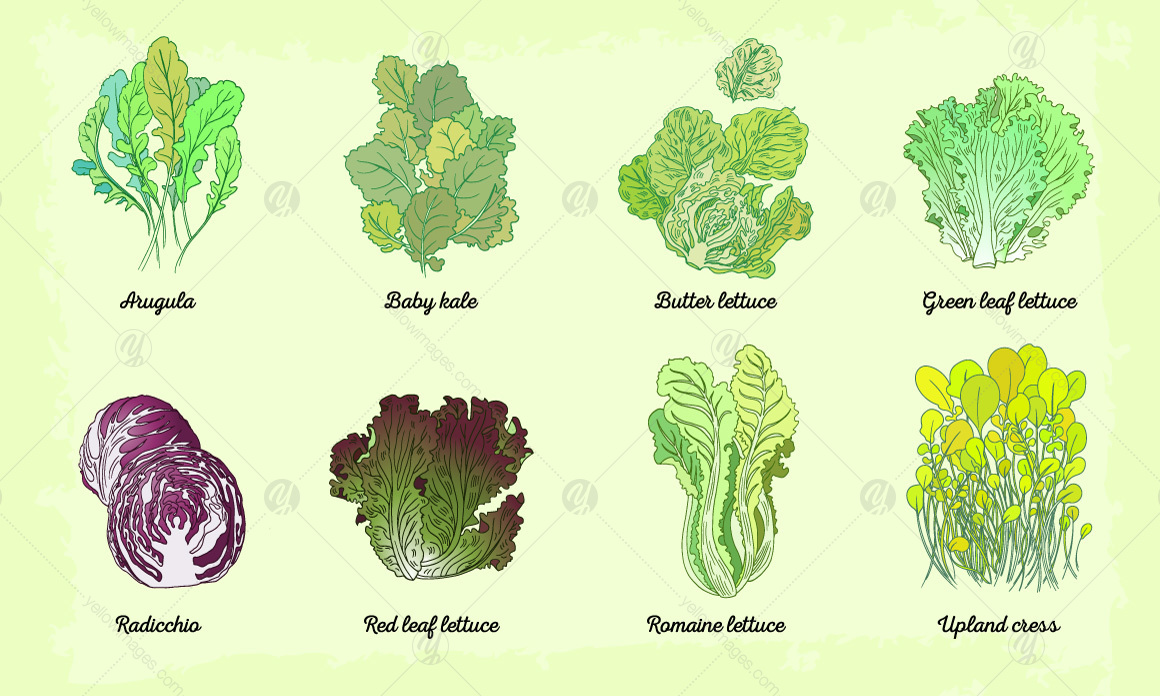 Lettuce watercolor letter set