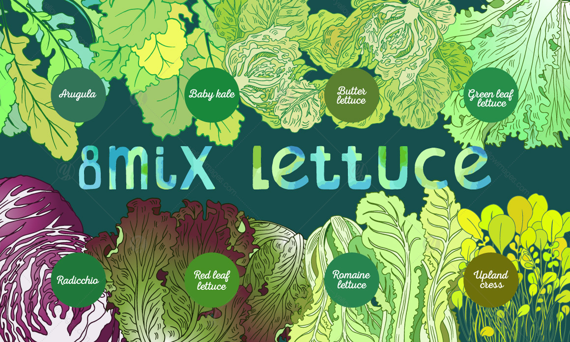 Lettuce watercolor letter set Lettuce watercolor letter set