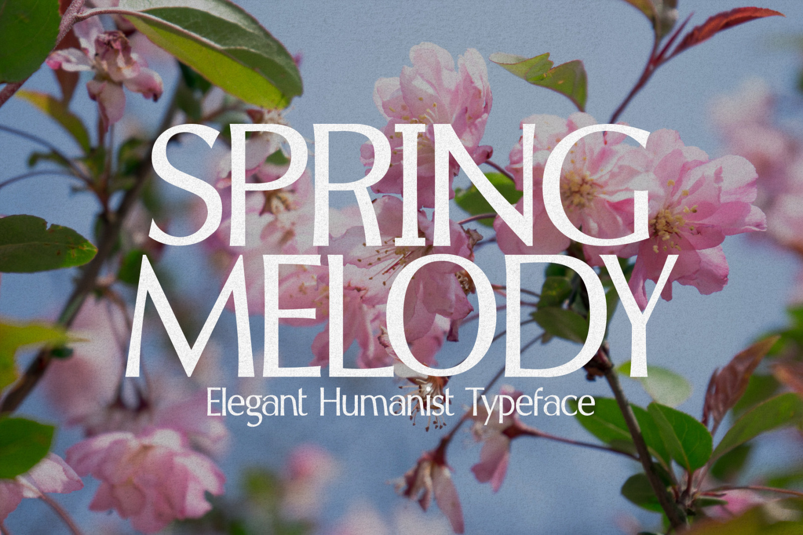 Spring Melody - Humanist Typeface Spring Melody - Humanist Typeface