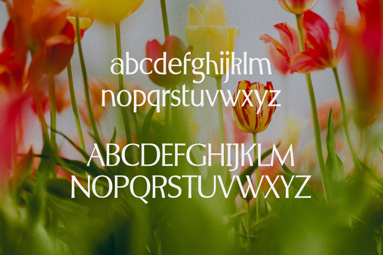 Spring Melody - Humanist Typeface