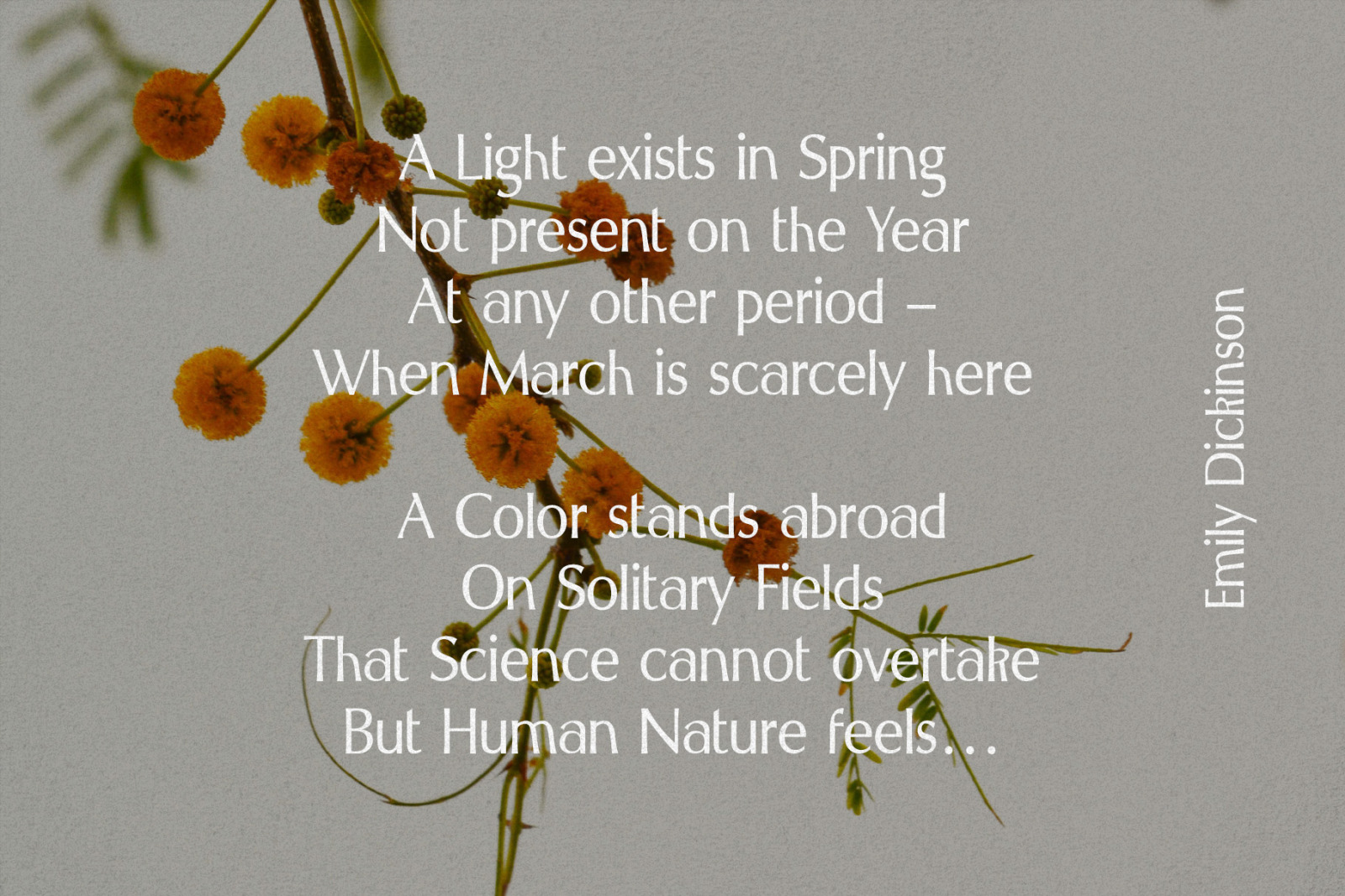 Spring Melody - Humanist Typeface