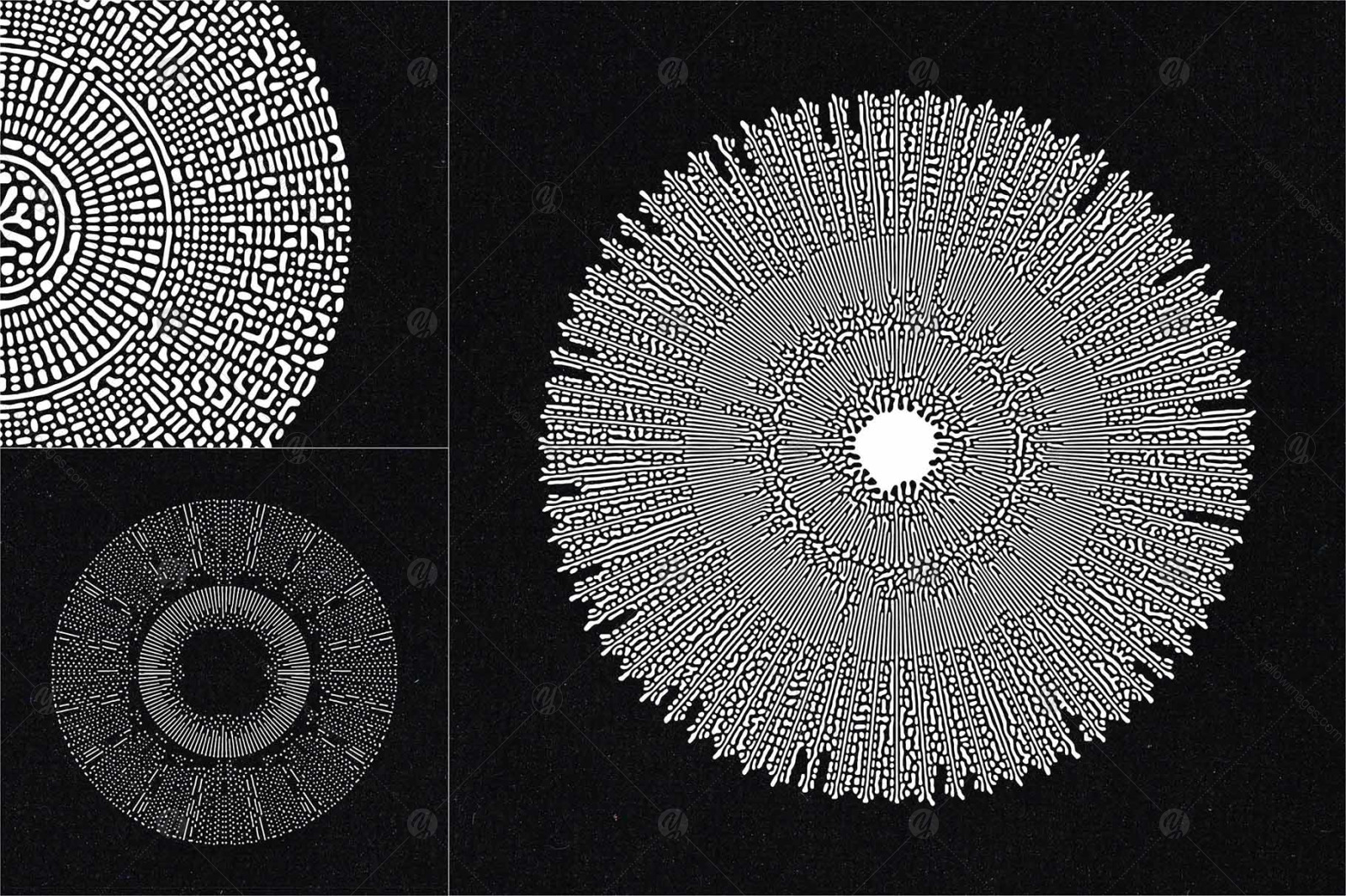 Organic Circle Design Elements