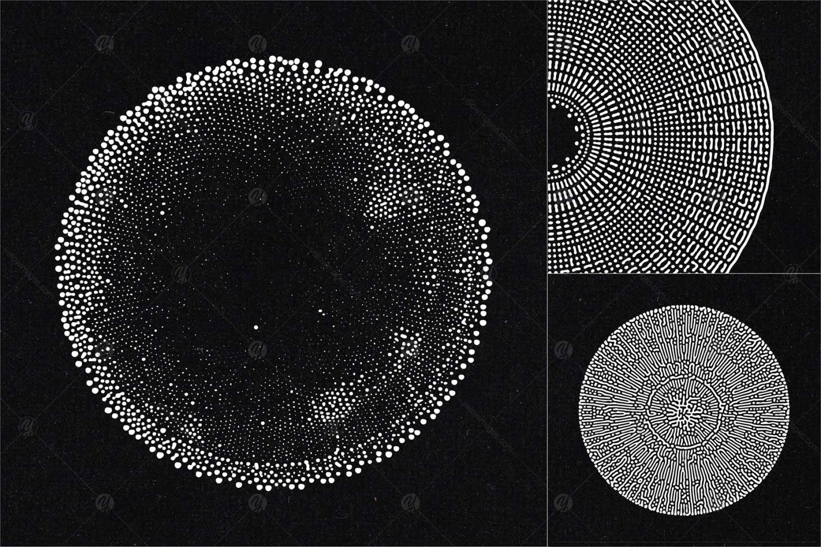 Organic Circle Design Elements