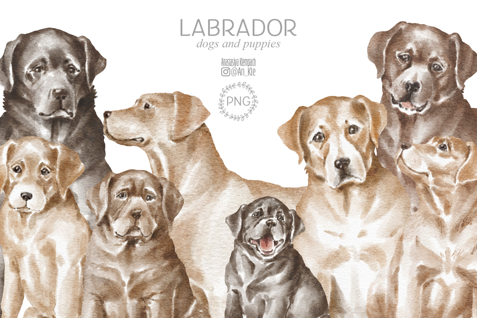 Labrador dogs and puppies Labrador dogs and puppies