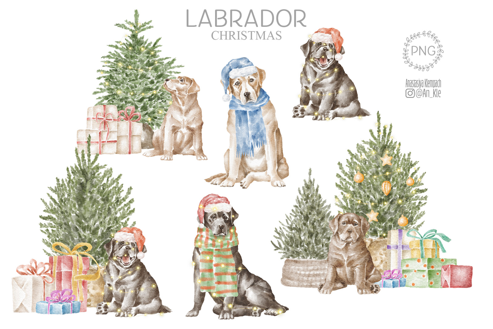 Labrador dogs and puppies Labrador dogs and puppies