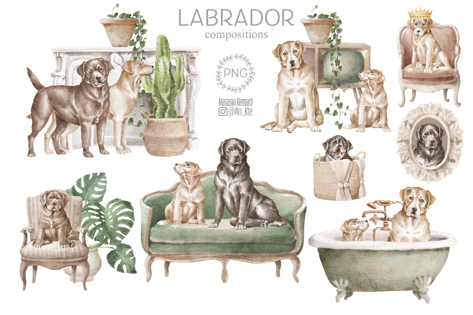Labrador dogs and puppies Labrador dogs and puppies