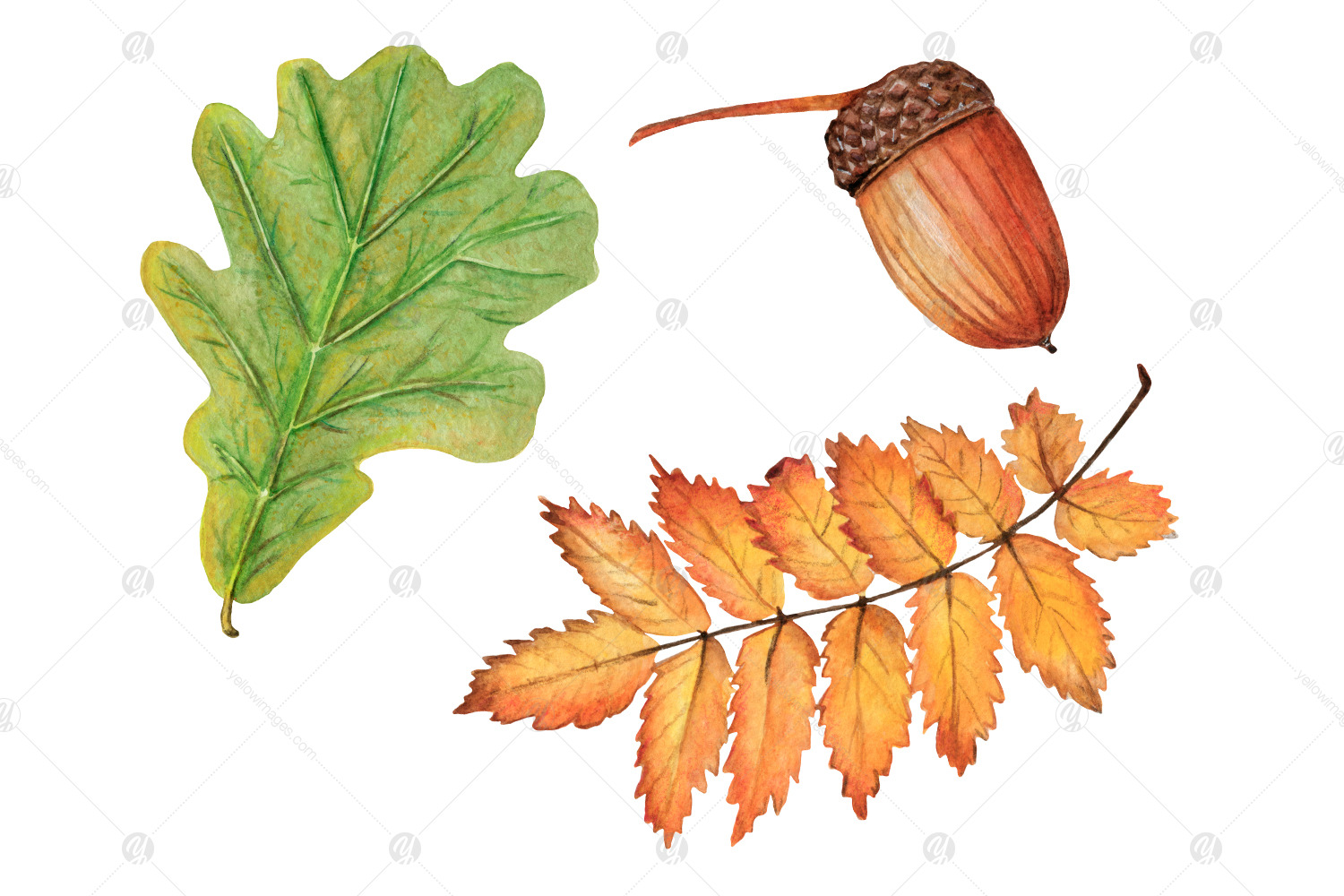 Watercolor autumn forest clipart - Autumn woodland PNG