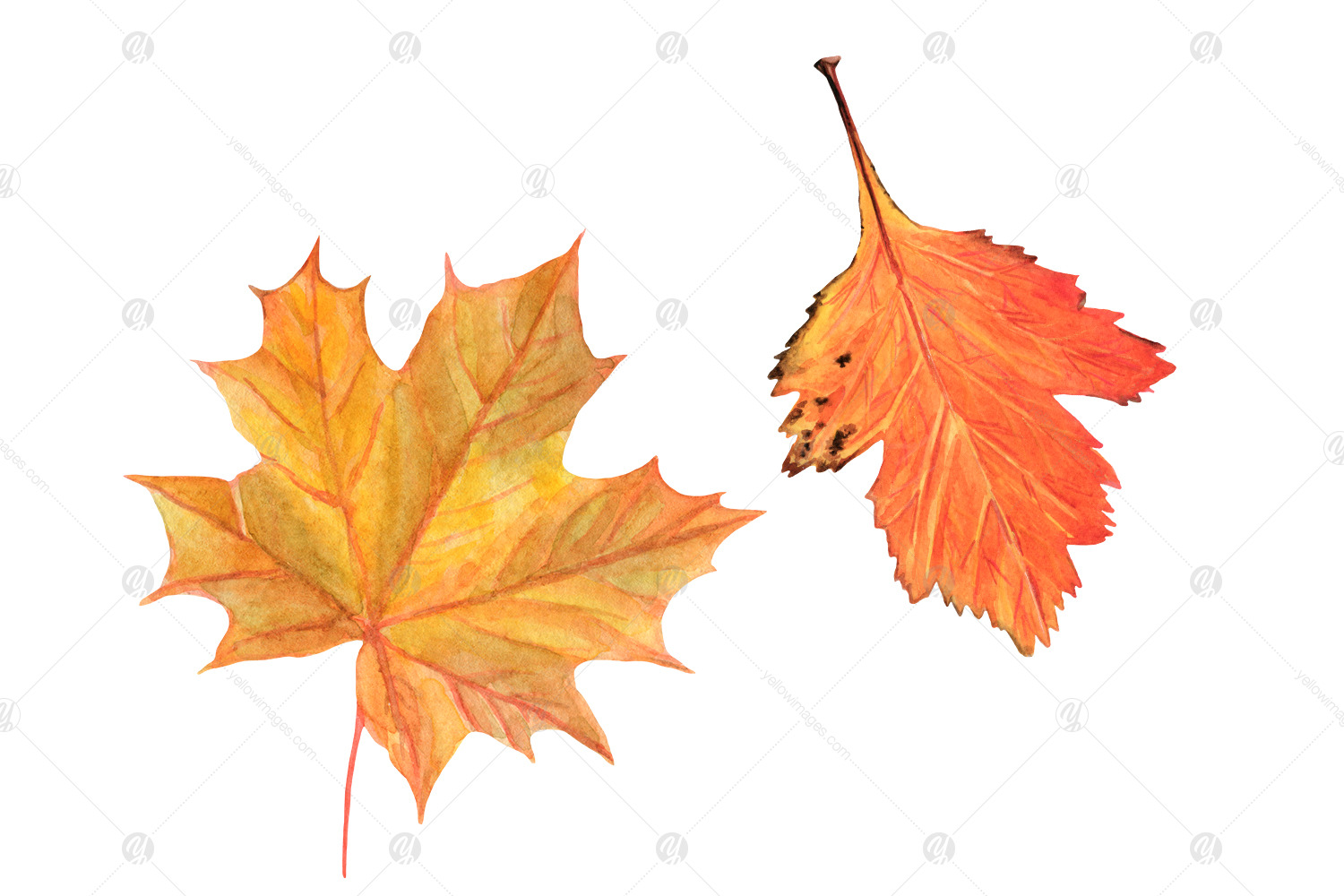 Watercolor autumn forest clipart - Autumn woodland PNG