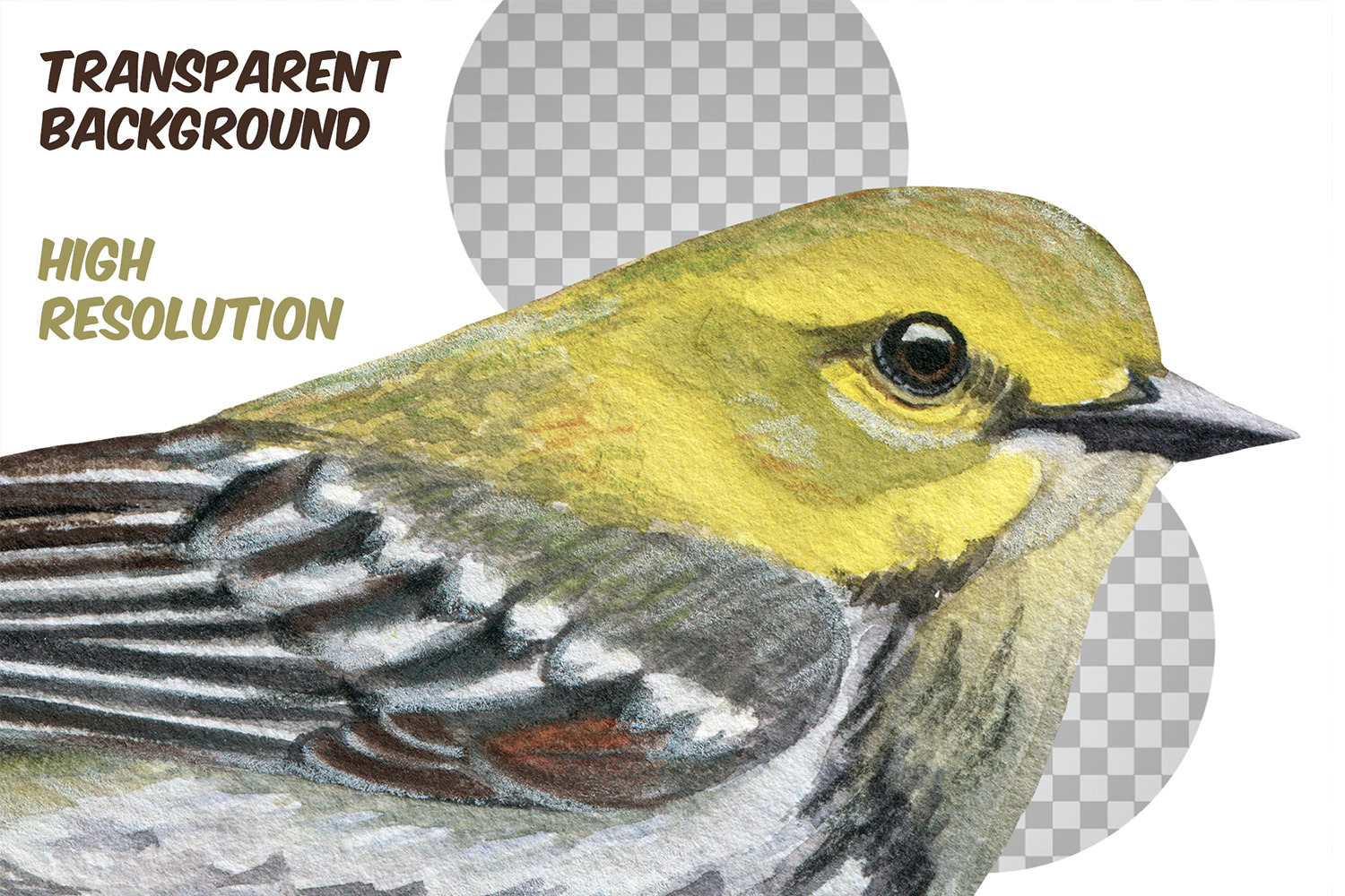 Watercolor realistic American small birds clipart set