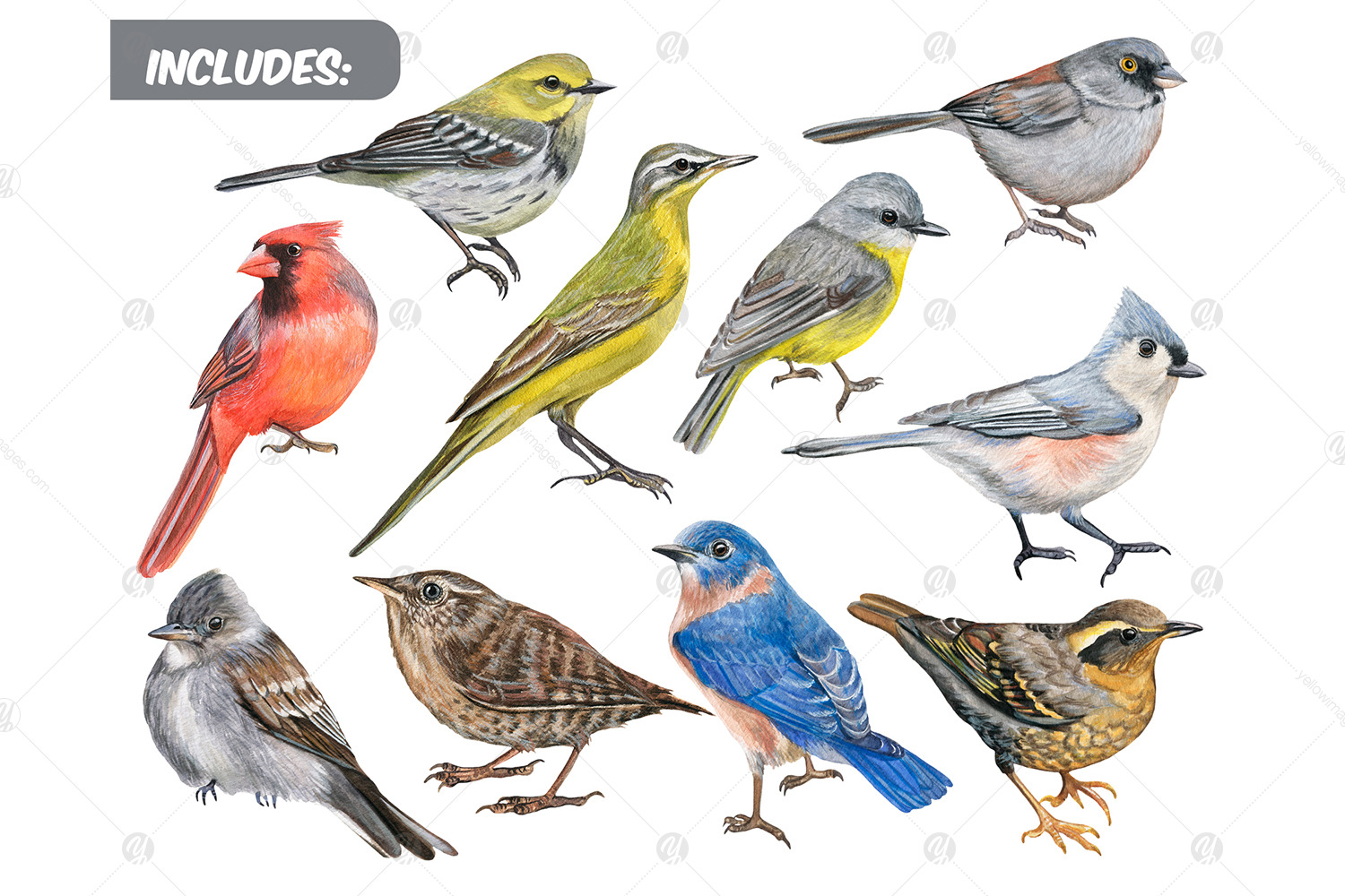 Watercolor realistic American small birds clipart set