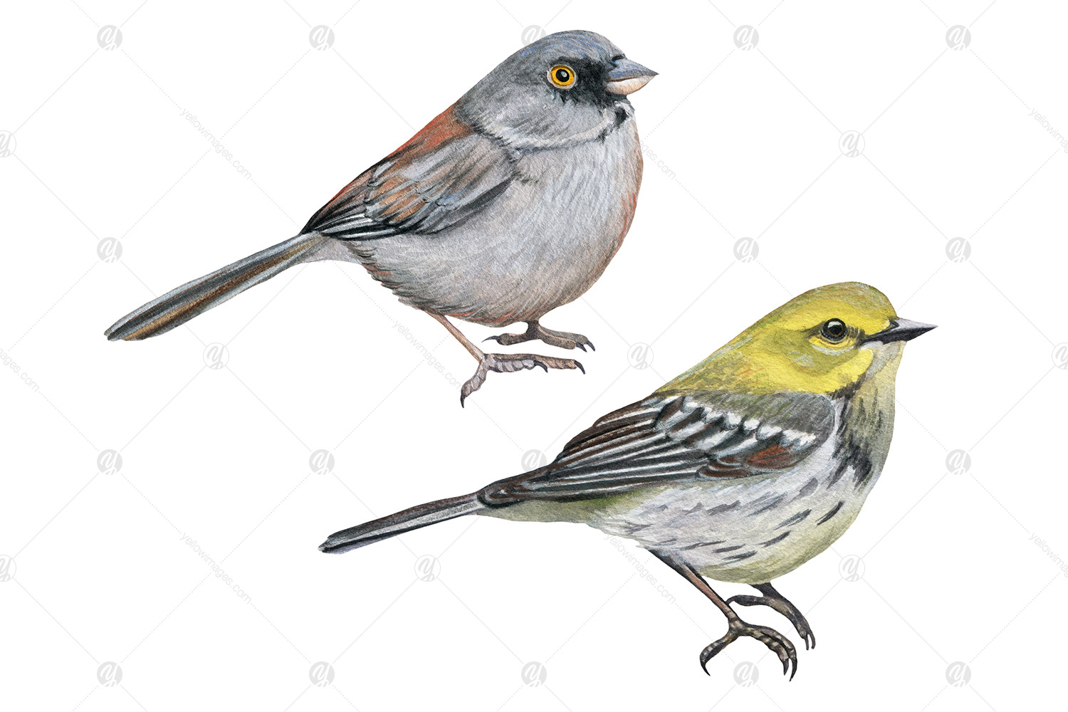 Watercolor realistic American small birds clipart set