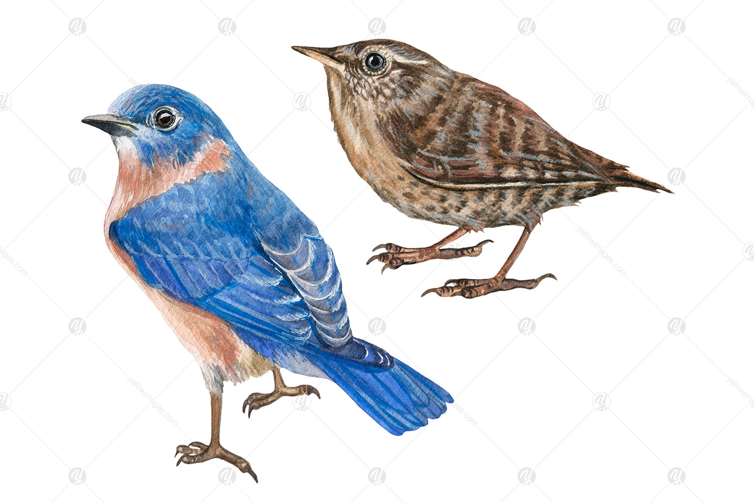 Watercolor realistic American small birds clipart set