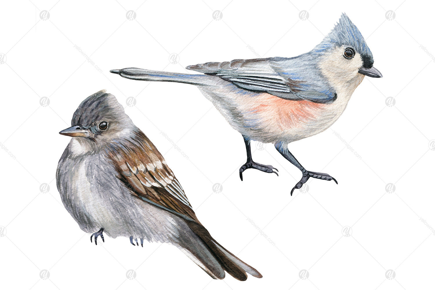 Watercolor realistic American small birds clipart set