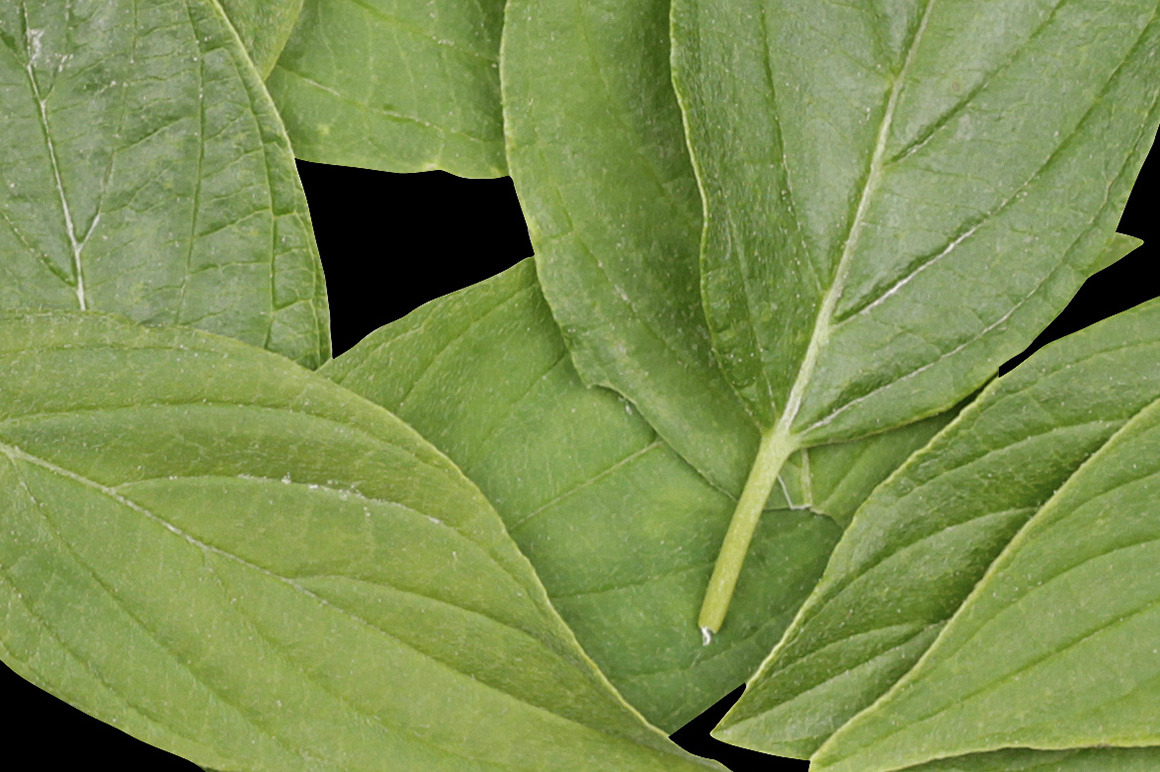 Cooper Leaf Font Cooper Leaf Font