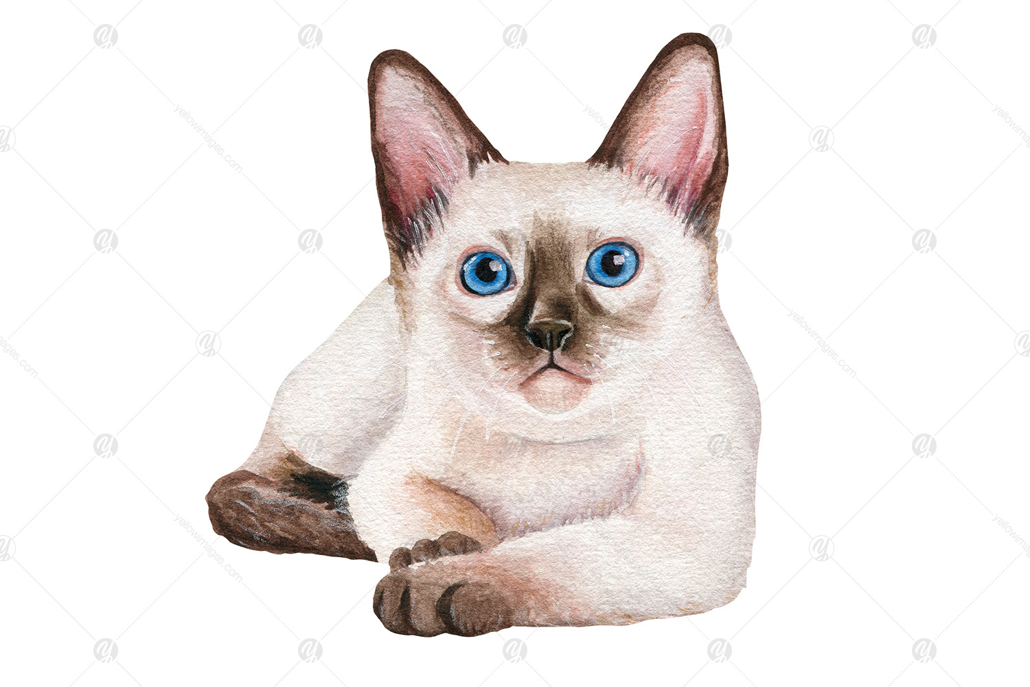 Watercolor kittens clipart set - Realistic cat portrait PNG