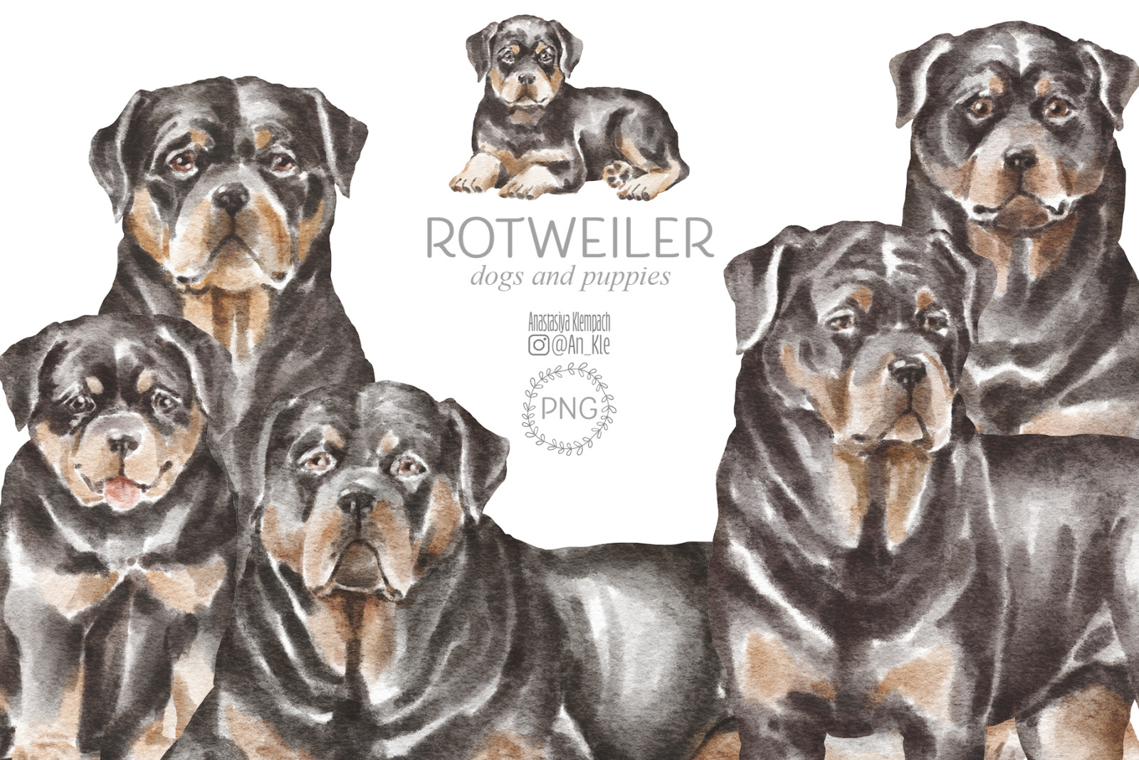 Rottweiler dogs and puppies