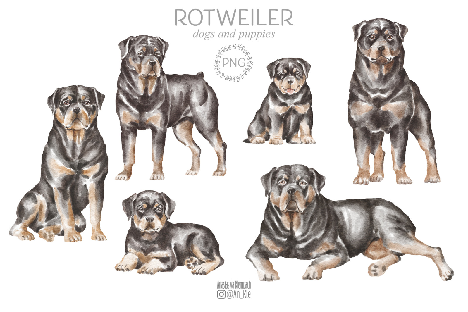 Rottweiler dogs and puppies