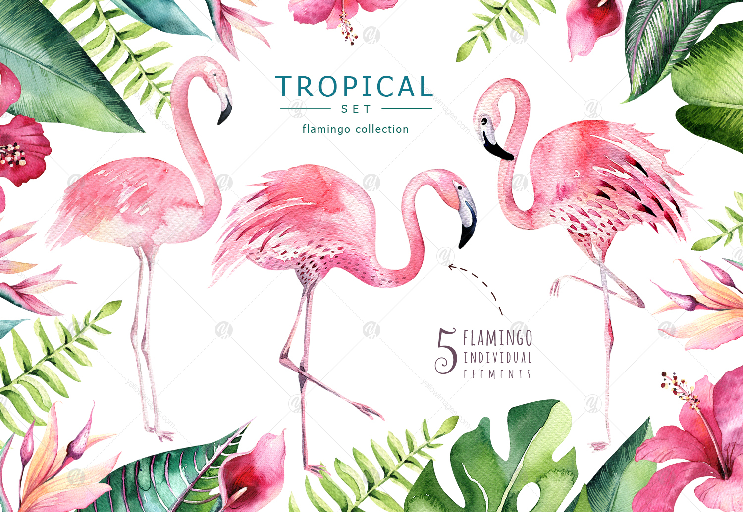 Tropical set II. Flamingo collection