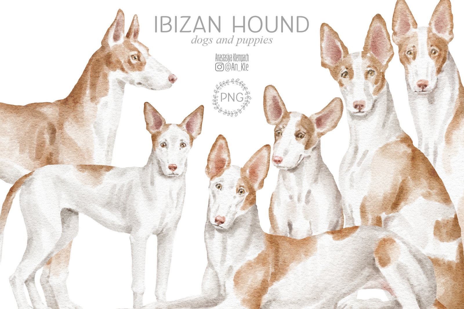 Ibizan hound dogs clipart