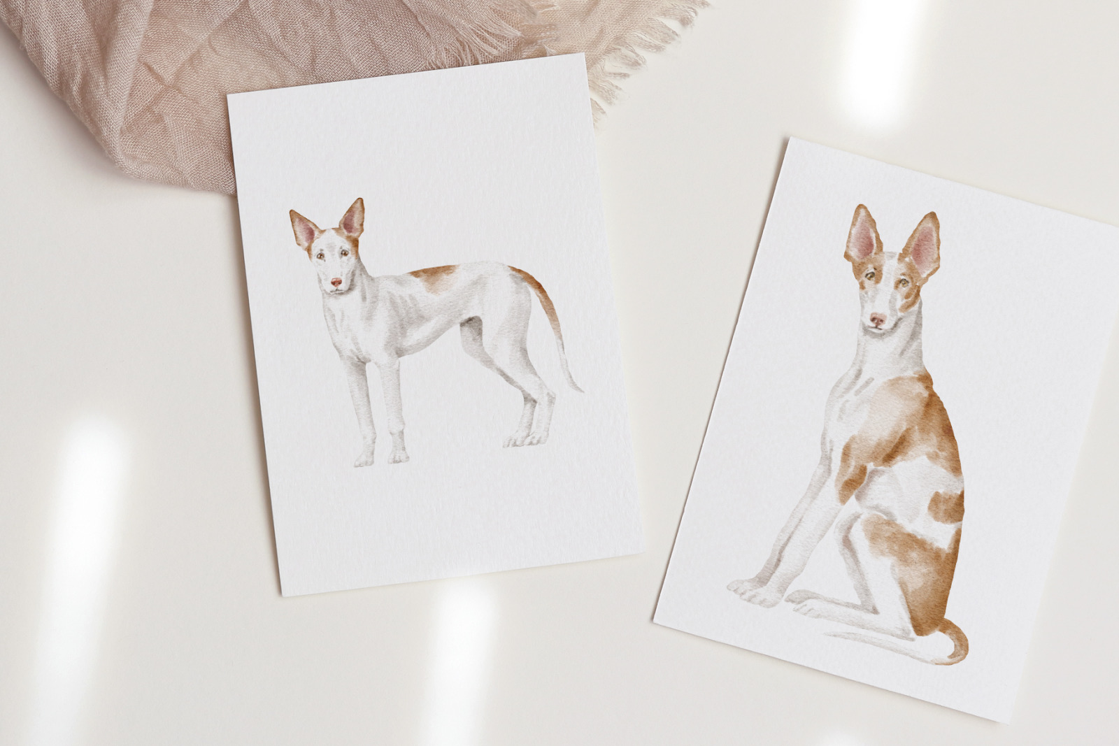 Ibizan hound dogs clipart