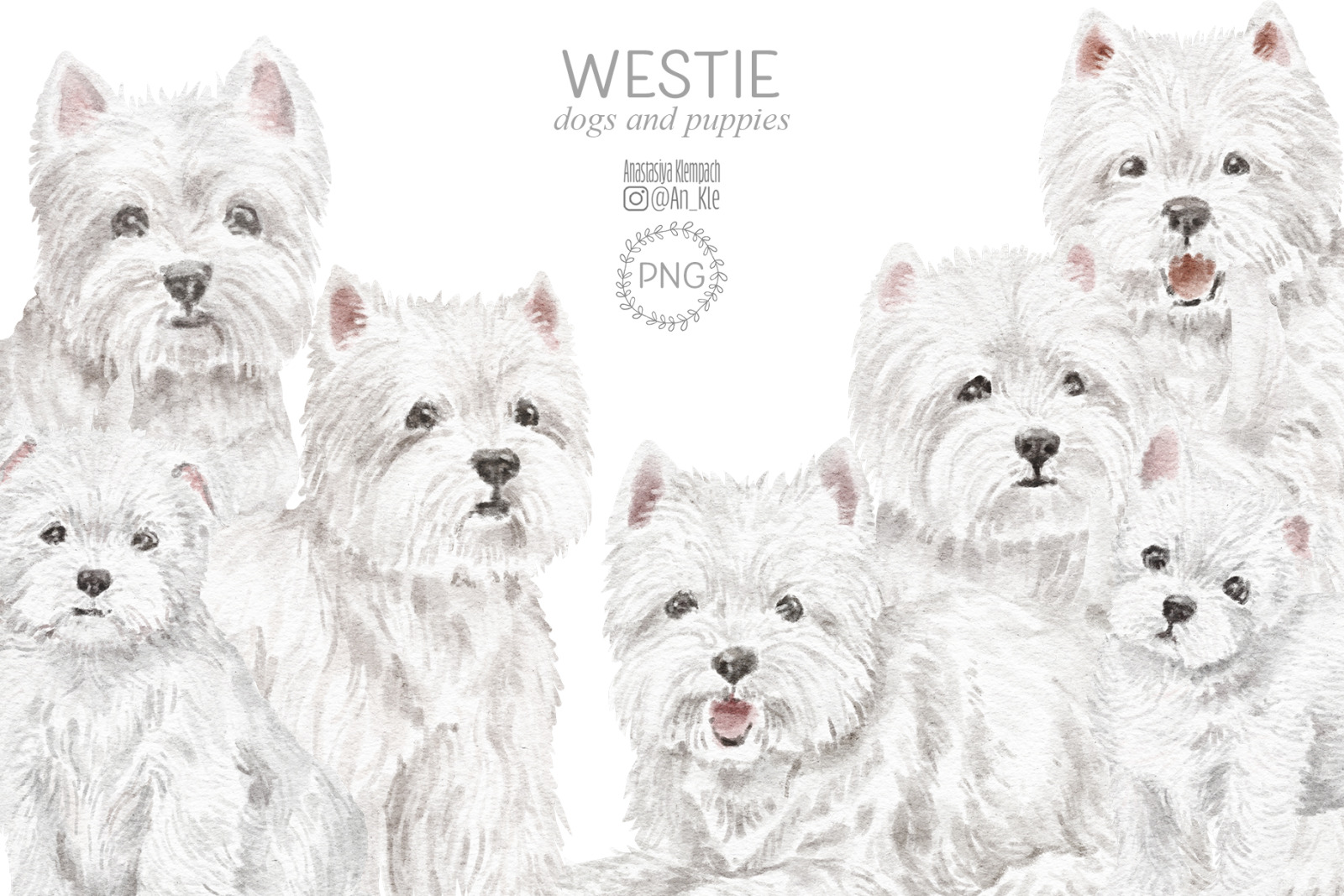 Westie dogs and puppies