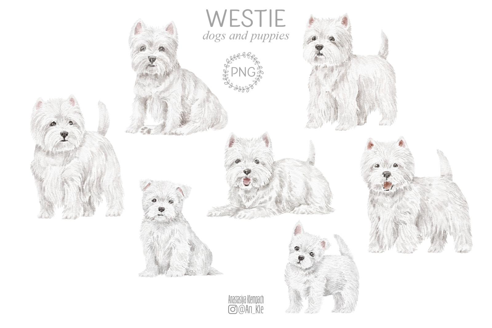 Westie dogs and puppies