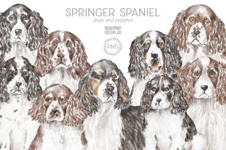 Springer Spaniel dogs and puppies clipart - Dog breeds