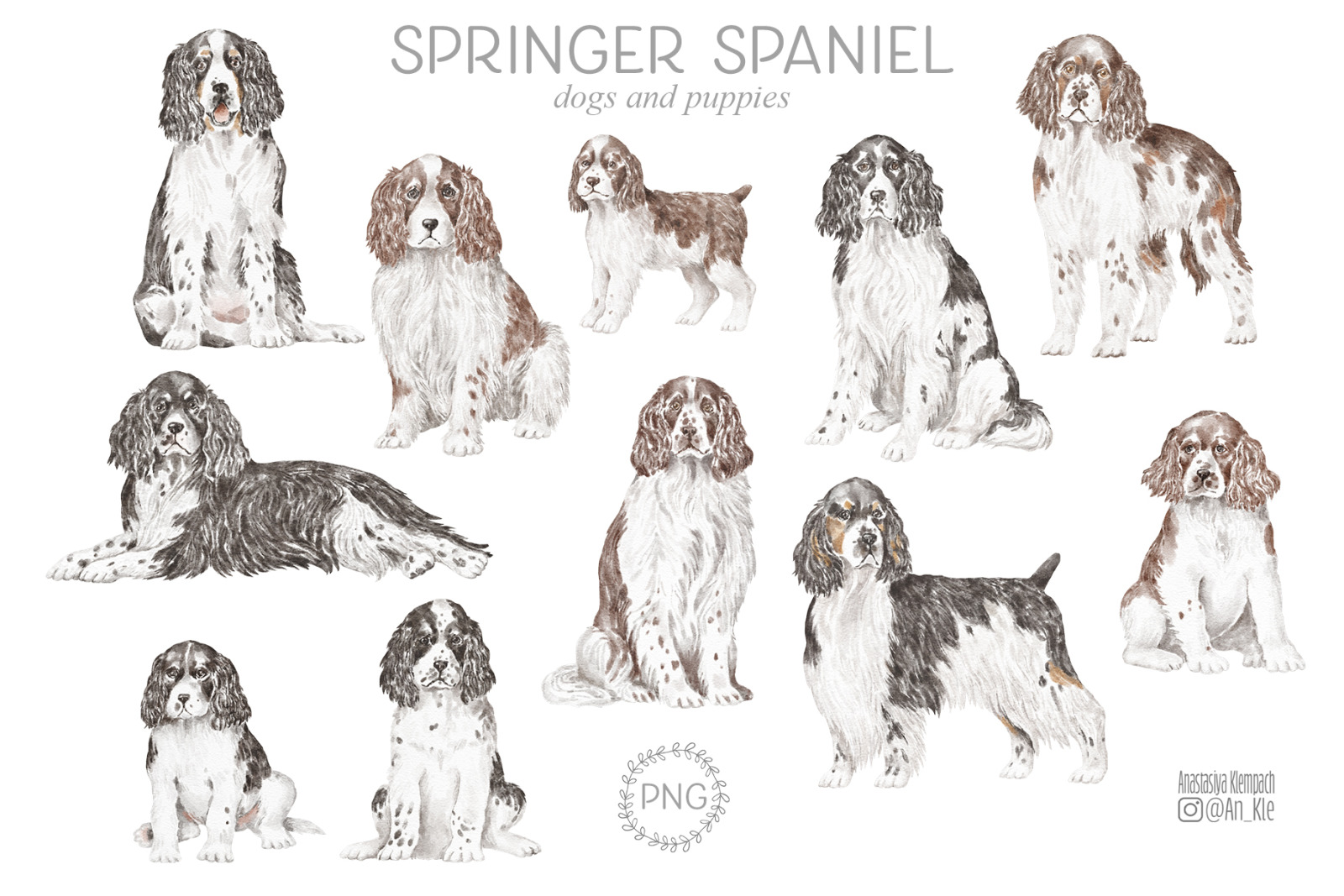 Springer Spaniel dogs and puppies clipart