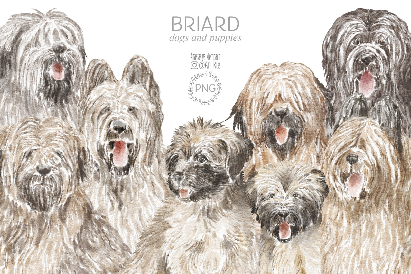 Briard dogs and puppies