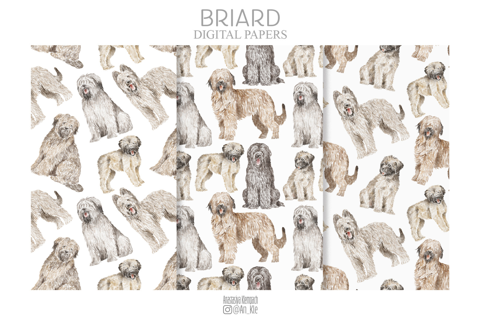 Briard dogs and puppies