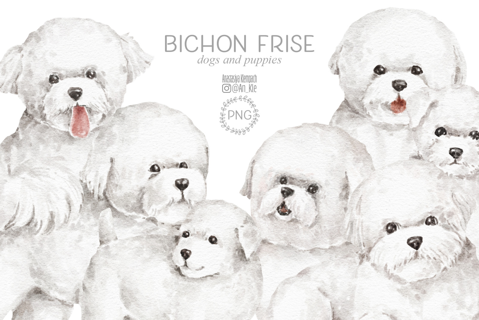 Bichon Frise dogs clipart