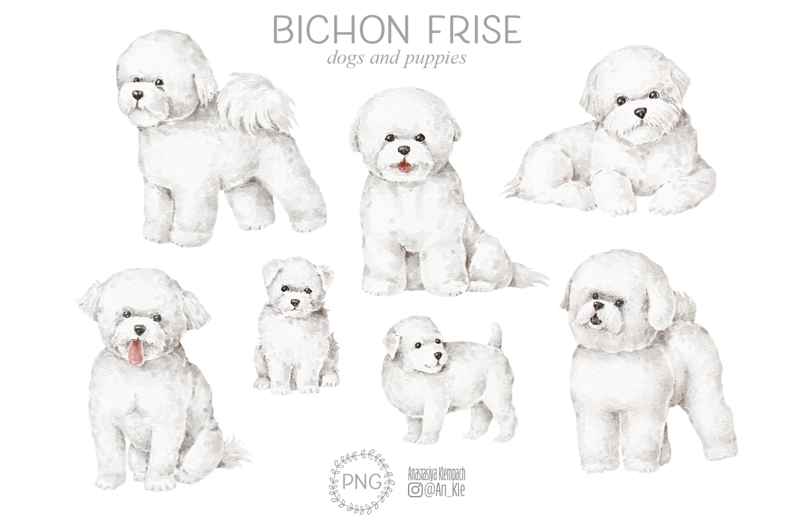 Bichon Frise dogs clipart