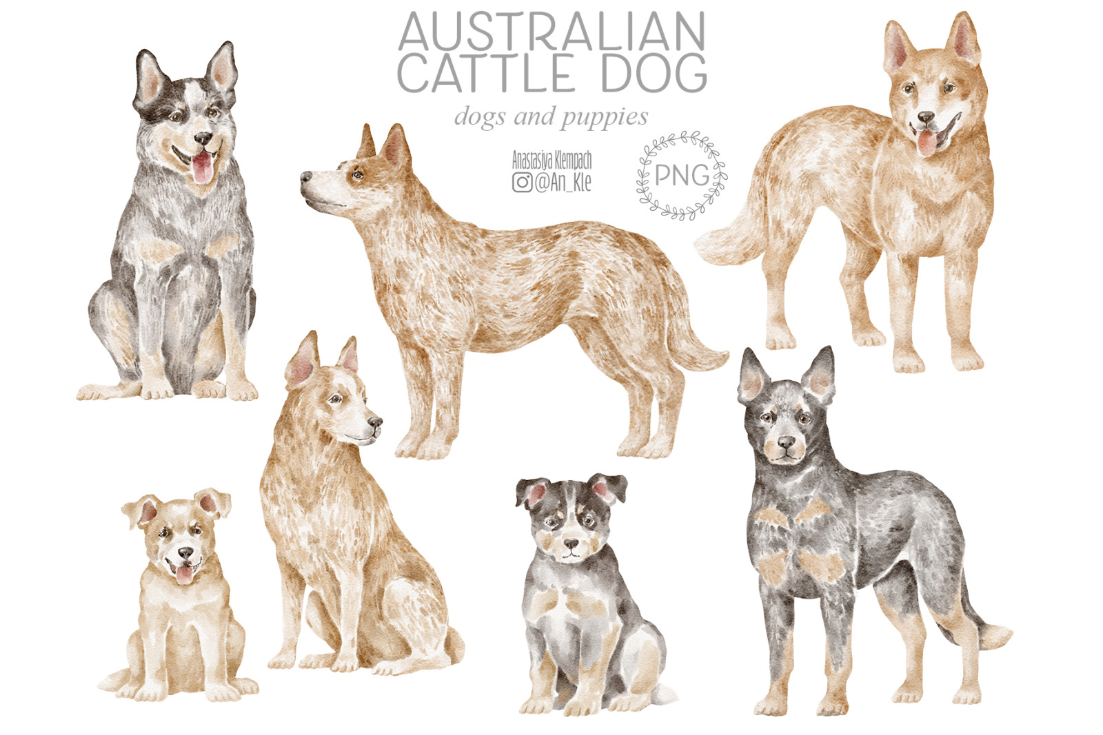 Australian Cattle Dog clipart