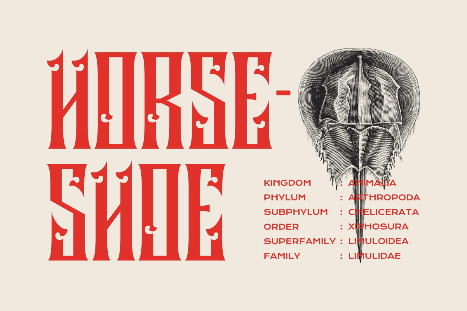 Liberok-Blackletter Display Font Liberok-Blackletter Display Font