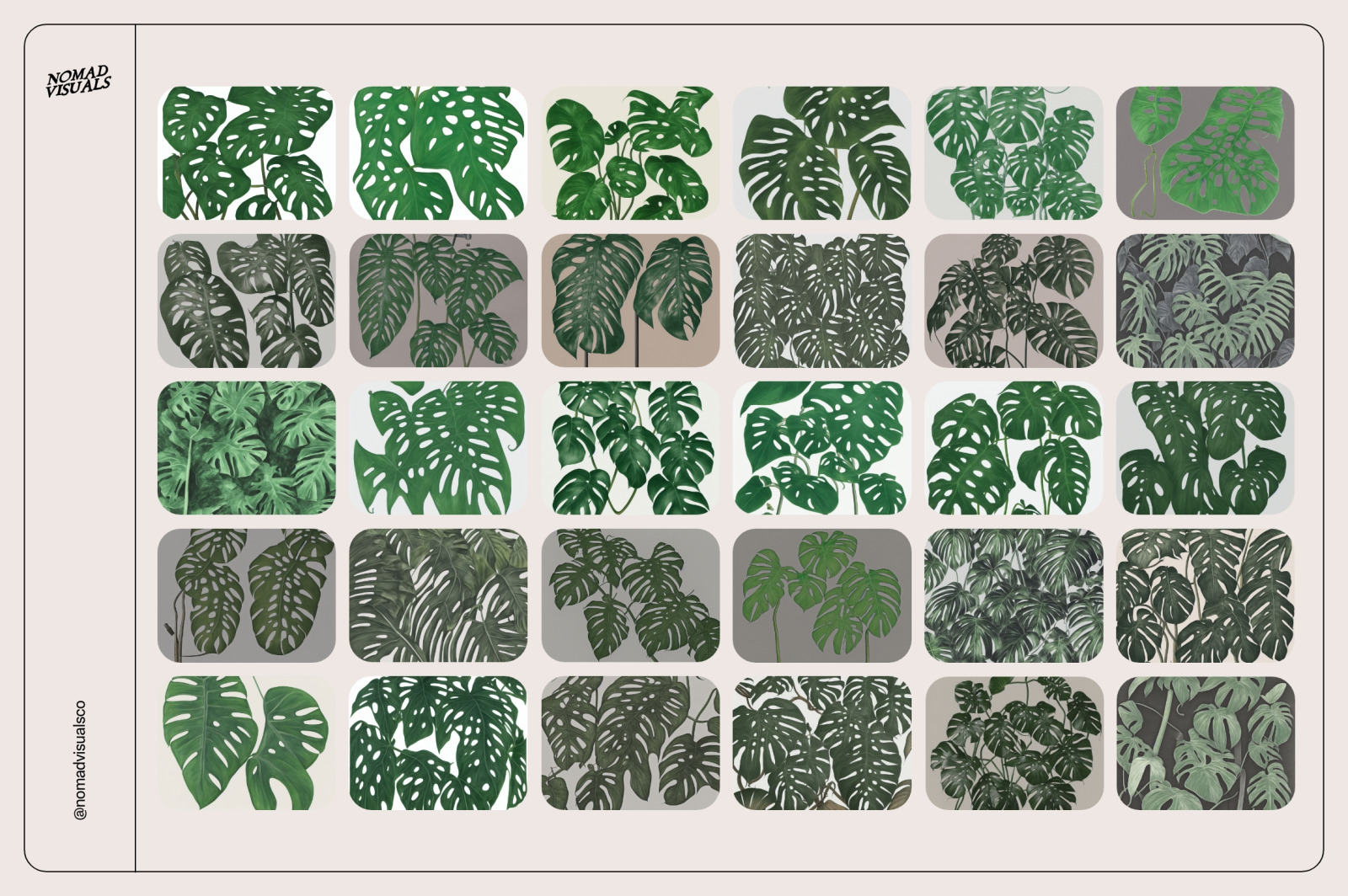 Monstera Tropical Collection