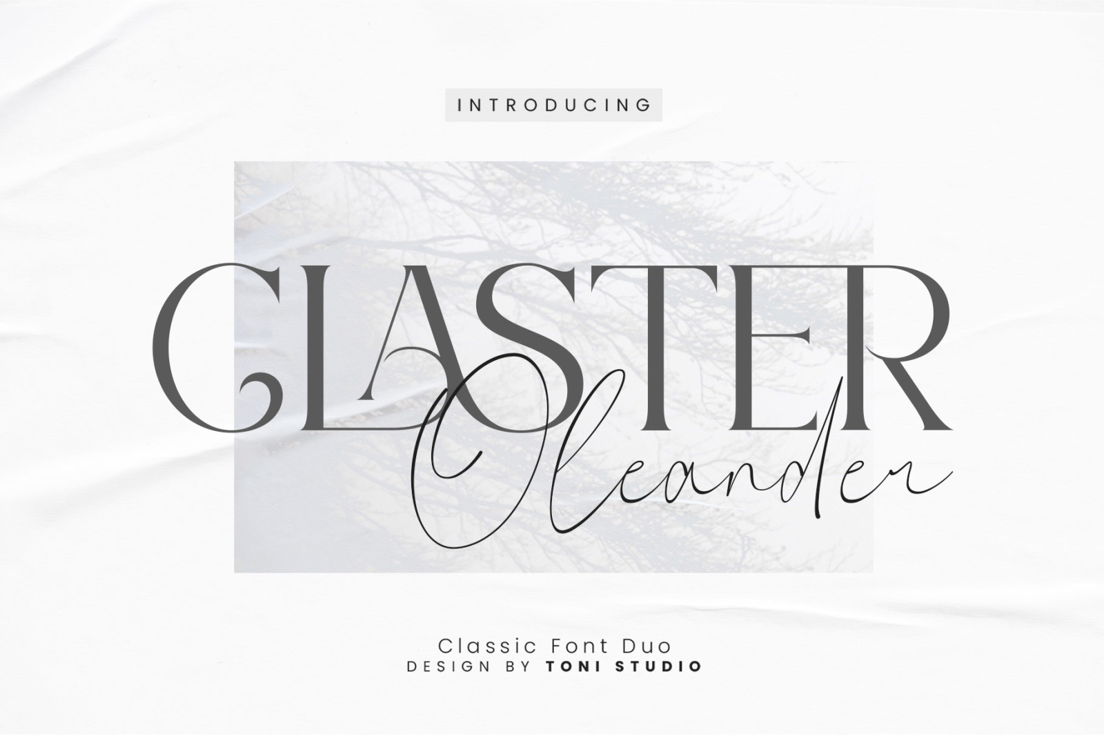 Claster Oleander Claster Oleander