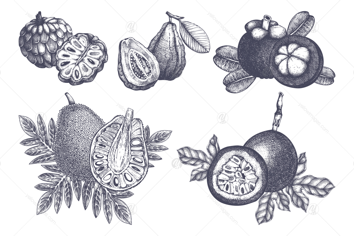 Tropical Fruits Collection Tropical Fruits Collection