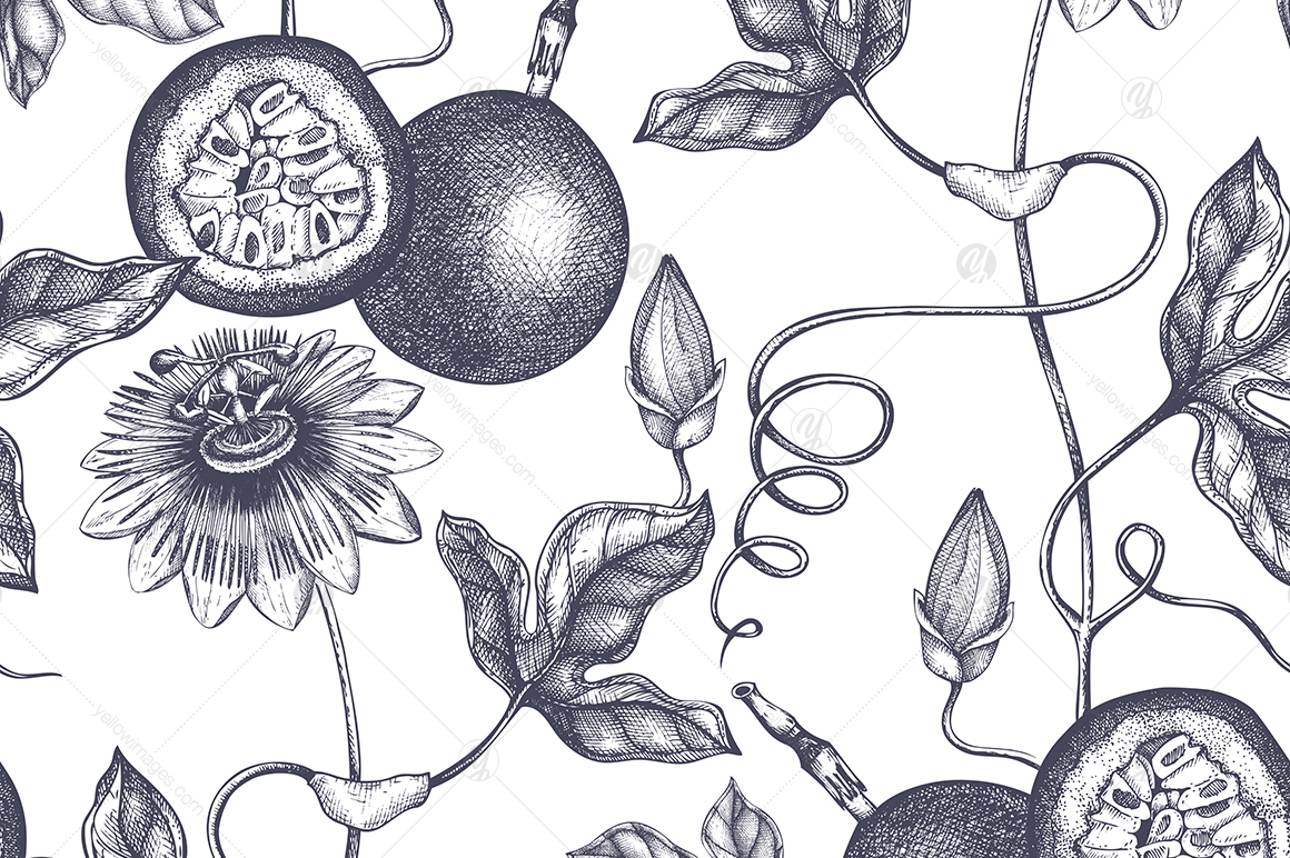 Tropical Fruits Collection Tropical Fruits Collection