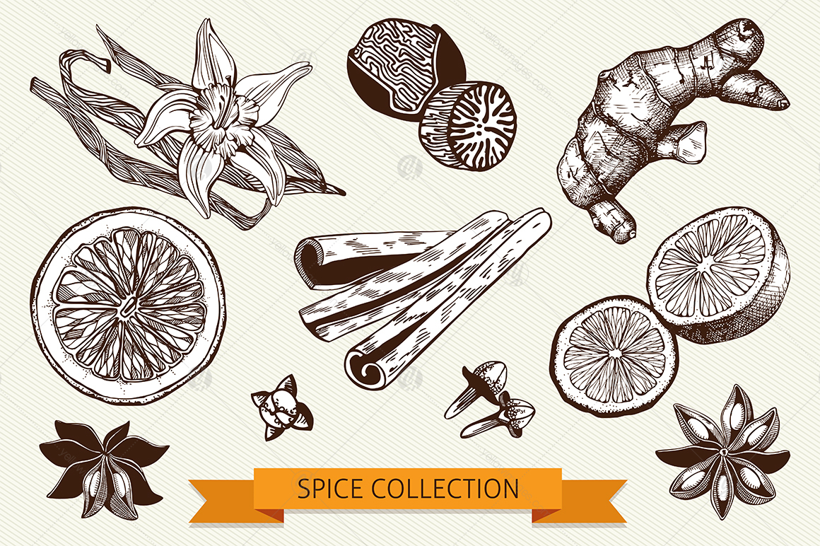 Ink Hand Drawn Spice Collection Ink Hand Drawn Spice Collection