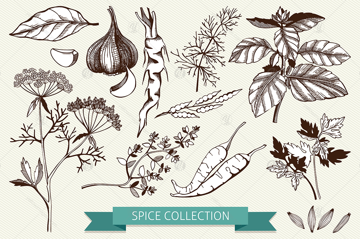 Ink Hand Drawn Spice Collection Ink Hand Drawn Spice Collection