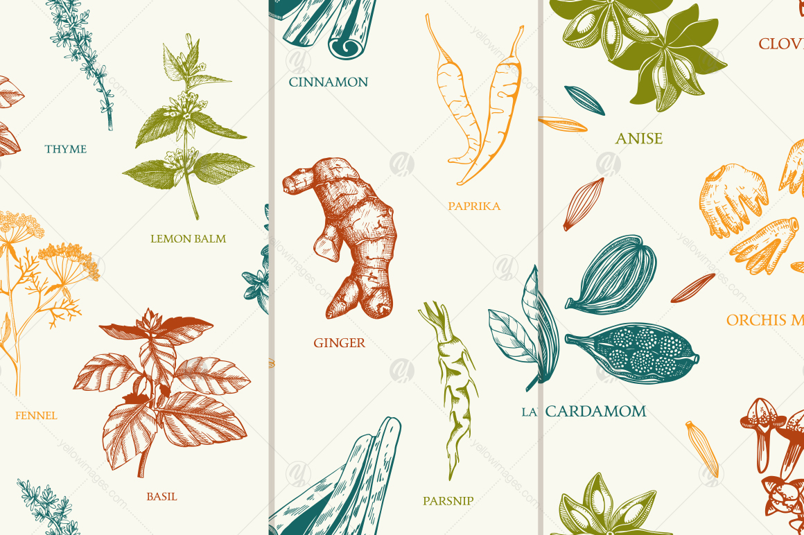 Ink Hand Drawn Spice Collection Ink Hand Drawn Spice Collection