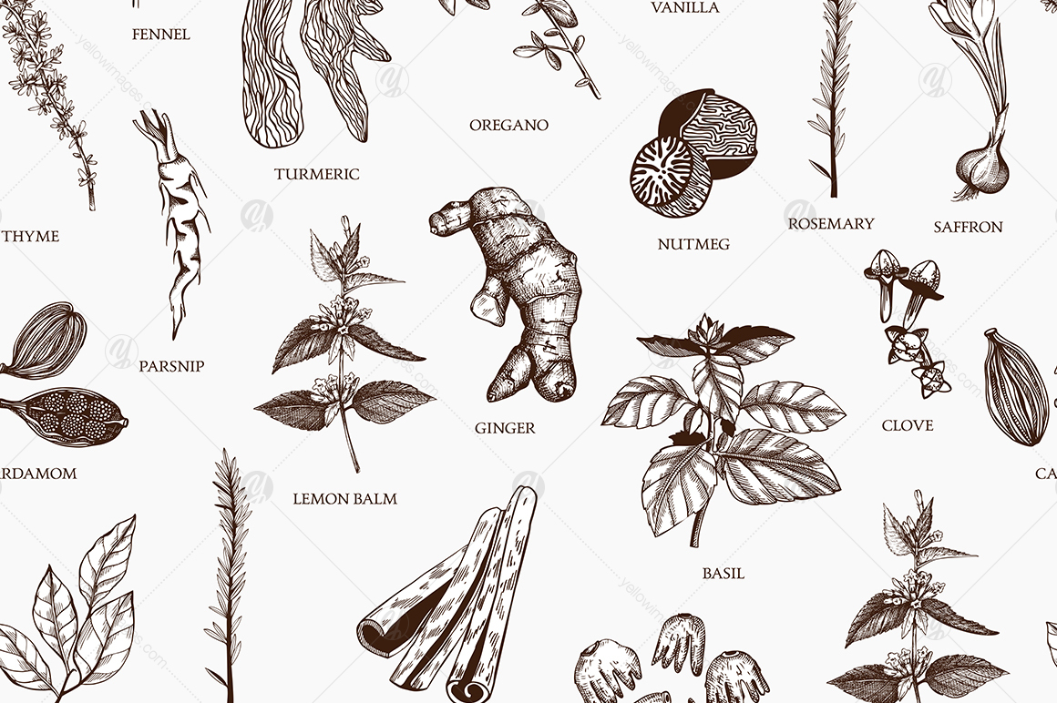 Ink Hand Drawn Spice Collection Ink Hand Drawn Spice Collection