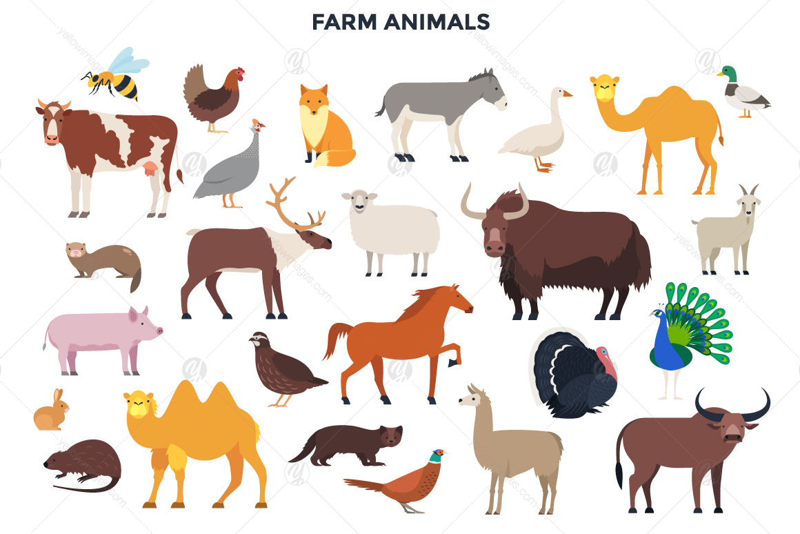 187 Animals Of The World