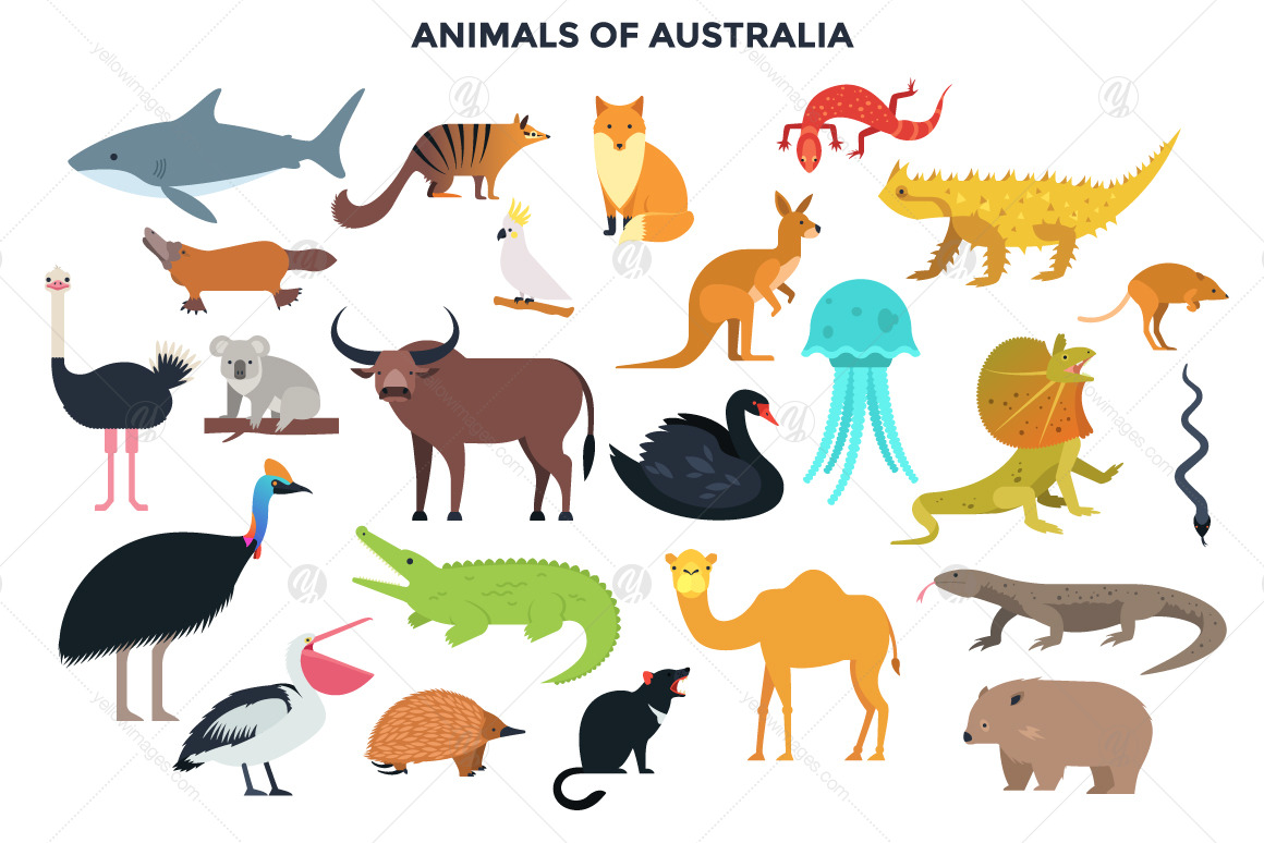 187 Animals Of The World