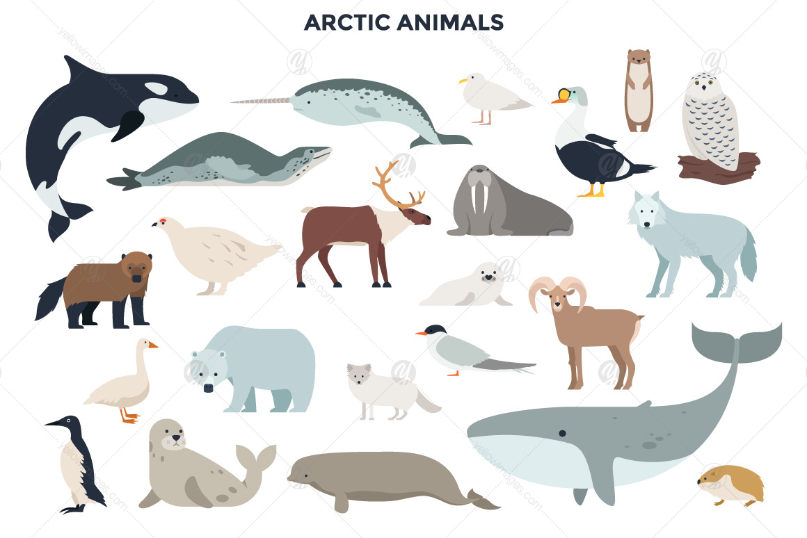 187 Animals Of The World