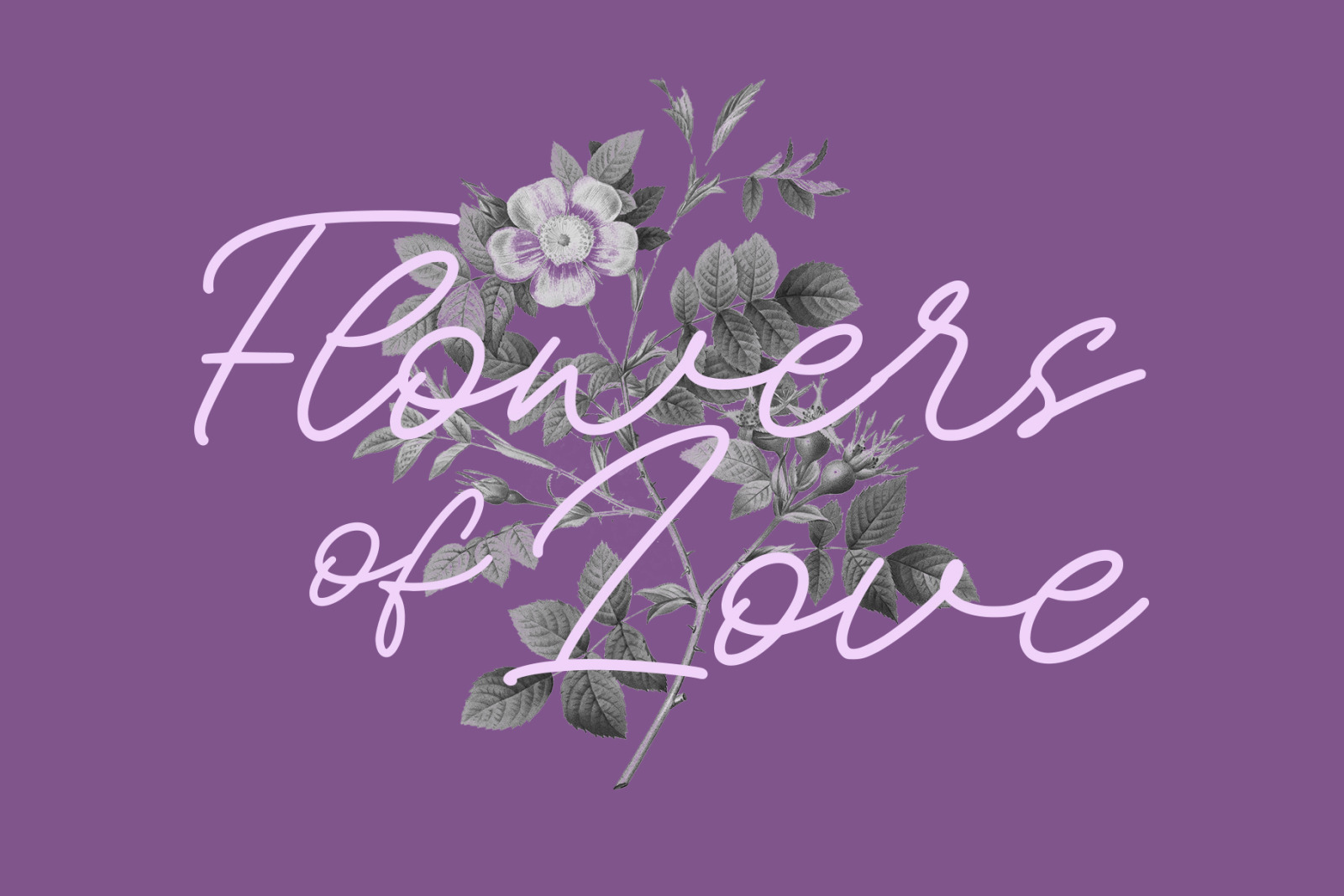 NCL SIOST QUICKER - Unique Monoline Wedding Romantic Feminime Display Font NCL SIOST QUICKER - Unique Monoline Wedding Romantic Feminime Display Font