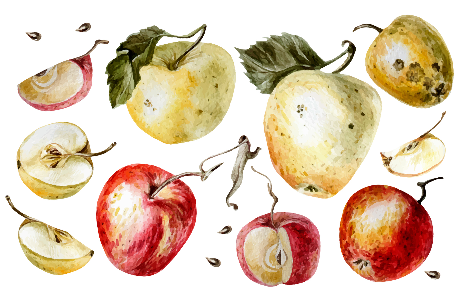 Beautiful watercolor apples